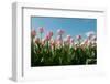 Pink Tulips in Front of a Blue Sky-Ivonnewierink-Framed Photographic Print