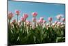 Pink Tulips in Front of a Blue Sky-Ivonnewierink-Mounted Photographic Print