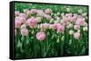 Pink Tulips in the Fields in Holland-Ivonnewierink-Framed Stretched Canvas