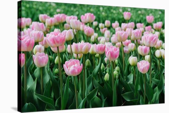 Pink Tulips in the Fields in Holland-Ivonnewierink-Stretched Canvas