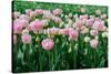 Pink Tulips in the Fields in Holland-Ivonnewierink-Stretched Canvas