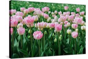 Pink Tulips in the Fields in Holland-Ivonnewierink-Stretched Canvas