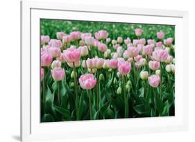 Pink Tulips in the Fields in Holland-Ivonnewierink-Framed Photographic Print