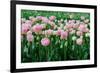 Pink Tulips in the Fields in Holland-Ivonnewierink-Framed Photographic Print