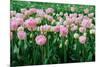 Pink Tulips in the Fields in Holland-Ivonnewierink-Mounted Photographic Print