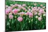 Pink Tulips in the Fields in Holland-Ivonnewierink-Mounted Photographic Print