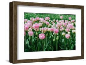 Pink Tulips in the Fields in Holland-Ivonnewierink-Framed Photographic Print