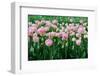 Pink Tulips in the Fields in Holland-Ivonnewierink-Framed Photographic Print