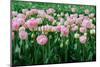 Pink Tulips in the Fields in Holland-Ivonnewierink-Mounted Photographic Print
