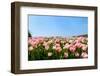 Pink Tulips in the Fields-Ivonnewierink-Framed Photographic Print