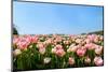 Pink Tulips in the Fields-Ivonnewierink-Mounted Photographic Print
