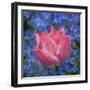 Pink tulips intermixed with forget-me-nots-Sylvia Gulin-Framed Photographic Print