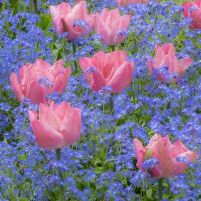 'Pink tulips intermixed with Photographic Print