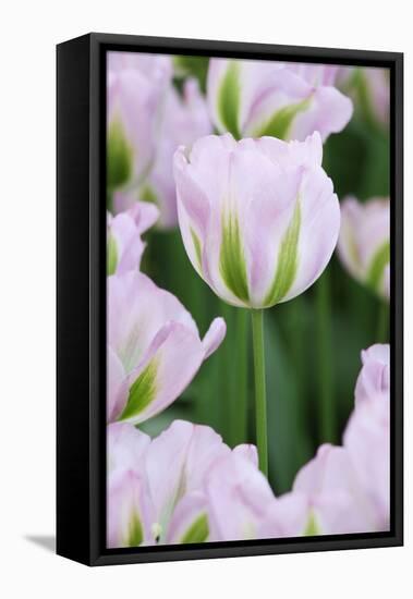 Pink Tulips, Keukenhof Garders, Lisse, Holland-Jaynes Gallery-Framed Stretched Canvas