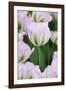 Pink Tulips, Keukenhof Garders, Lisse, Holland-Jaynes Gallery-Framed Photographic Print