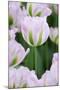 Pink Tulips, Keukenhof Garders, Lisse, Holland-Jaynes Gallery-Mounted Photographic Print