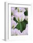 Pink Tulips, Keukenhof Garders, Lisse, Holland-Jaynes Gallery-Framed Photographic Print