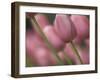 Pink tulips, Michigan-Terry Bidgood-Framed Photographic Print