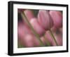 Pink tulips, Michigan-Terry Bidgood-Framed Photographic Print