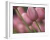 Pink tulips, Michigan-Terry Bidgood-Framed Photographic Print