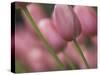 Pink tulips, Michigan-Terry Bidgood-Stretched Canvas
