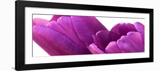 Pink Tulips on White-Tom Quartermaine-Framed Giclee Print