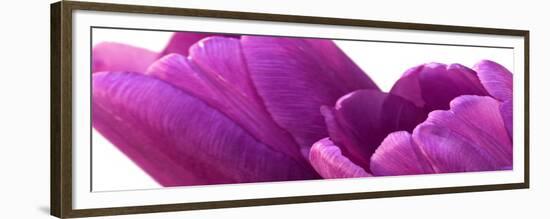 Pink Tulips on White-Tom Quartermaine-Framed Giclee Print