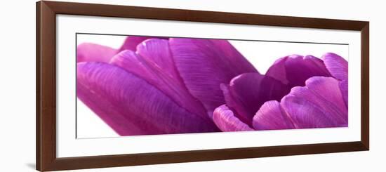 Pink Tulips on White-Tom Quartermaine-Framed Giclee Print