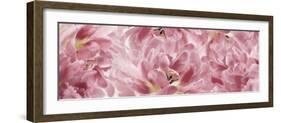 Pink Tulips Scape-Cora Niele-Framed Photographic Print