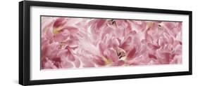 Pink Tulips Scape-Cora Niele-Framed Photographic Print
