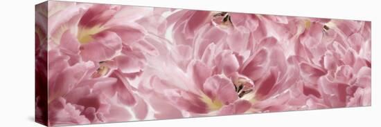 Pink Tulips Scape-Cora Niele-Stretched Canvas