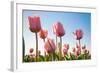 Pink Tulips, Skagit County, Washington-Greg Probst-Framed Photographic Print