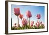 Pink Tulips, Skagit County, Washington-Greg Probst-Framed Photographic Print