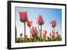 Pink Tulips, Skagit County, Washington-Greg Probst-Framed Photographic Print