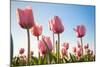 Pink Tulips, Skagit County, Washington-Greg Probst-Mounted Photographic Print