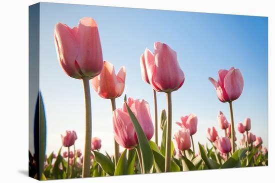 Pink Tulips, Skagit County, Washington-Greg Probst-Stretched Canvas