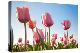 Pink Tulips, Skagit County, Washington-Greg Probst-Stretched Canvas