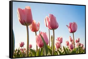 Pink Tulips, Skagit County, Washington-Greg Probst-Framed Stretched Canvas