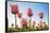 Pink Tulips, Skagit County, Washington-Greg Probst-Framed Stretched Canvas
