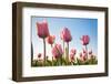 Pink Tulips, Skagit County, Washington-Greg Probst-Framed Photographic Print