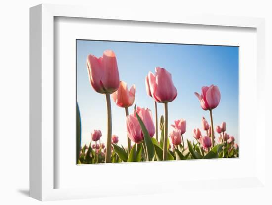 Pink Tulips, Skagit County, Washington-Greg Probst-Framed Photographic Print