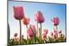 Pink Tulips, Skagit County, Washington-Greg Probst-Mounted Photographic Print