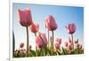 Pink Tulips, Skagit County, Washington-Greg Probst-Framed Photographic Print