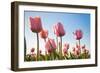 Pink Tulips, Skagit County, Washington-Greg Probst-Framed Photographic Print