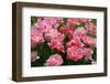 Pink Tulips with Jagged Petals.-protechpr-Framed Photographic Print