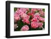 Pink Tulips with Jagged Petals.-protechpr-Framed Photographic Print
