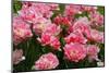 Pink Tulips with Jagged Petals.-protechpr-Mounted Photographic Print