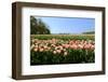 Pink Tulips with One Red in the Fields in Holland-Ivonnewierink-Framed Photographic Print