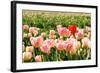 Pink Tulips with One Red Standing out from the Crowd-Ivonnewierink-Framed Photographic Print