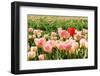 Pink Tulips with One Red Standing out from the Crowd-Ivonnewierink-Framed Photographic Print